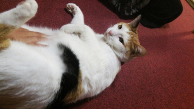 100_0060-neko.jpg